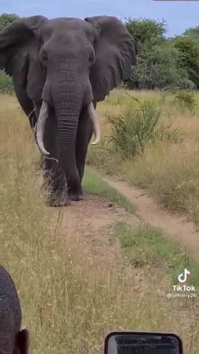 ? Elephants truly are majestic creat...