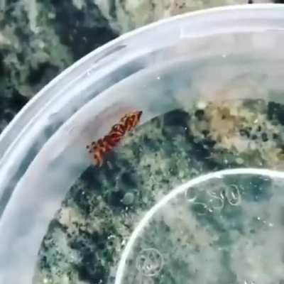 Let me just dip this stick into water