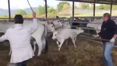Calf had enough