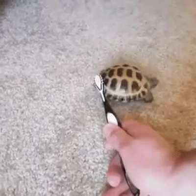 Turtle dancing ?