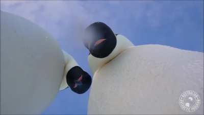 ? Curious emperor penguins investigate a wildlife camera.