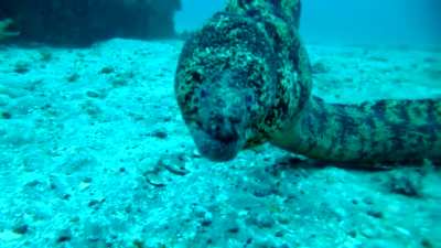 ? A curious moray eel inspecting a camera