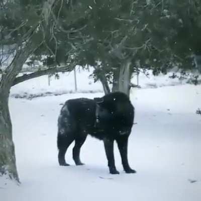 ? Black wolf