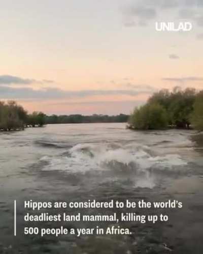 ? A Hippo chasing a group of sightseers
