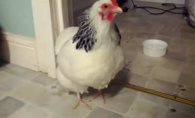 I never knew chickens could sneeze, much less get their necks involved! ??