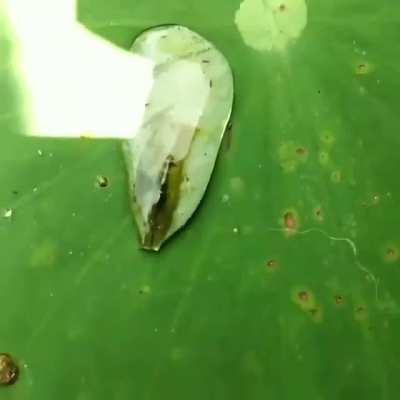 ?A shrimp making use of the surface tension to get back into the water