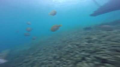 Scuba divers filming fish