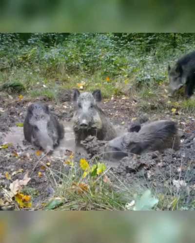 ? Wild boars having best time