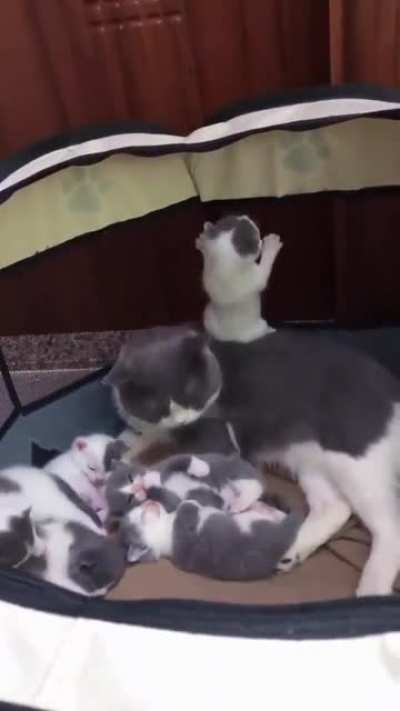 Mom and her kittens???