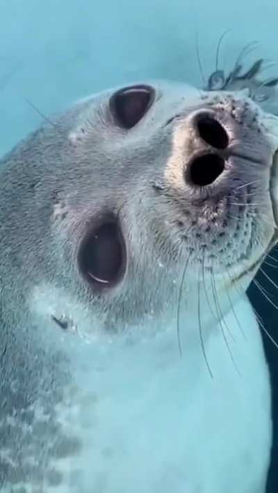 ? This beautiful Arctic seal checking out a wildlife photographer ?