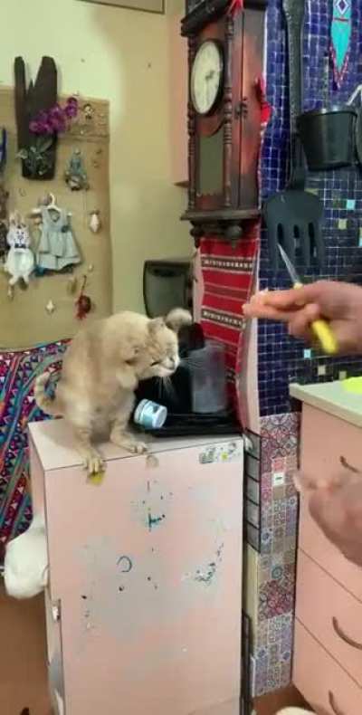 That’s how our cat’s asking for food ?? isn’t the cutest