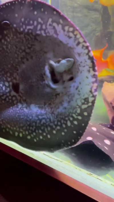 Stingray devouring a frog