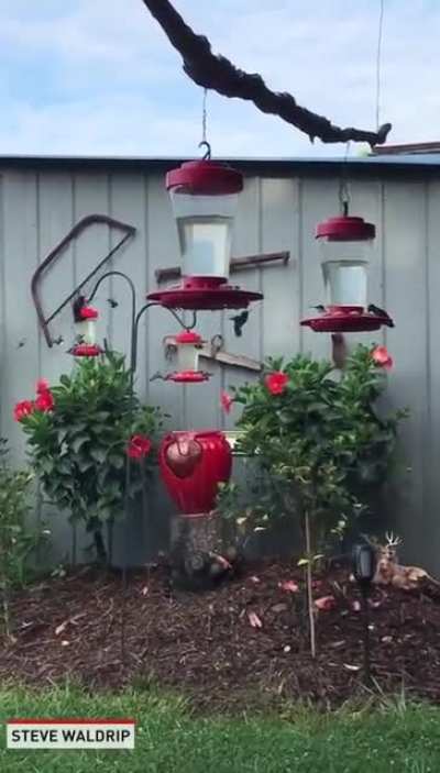 ? A backyard full of Hummingbird feeders gives you a backyard full of Hummingbirds.