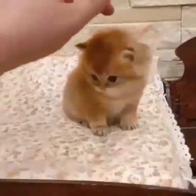 Baby Kitten Booty Skirtches ?