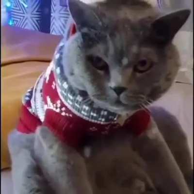 Cat looks so dead inside