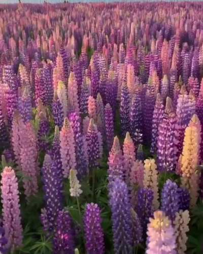 Huge field of Lupines in New Zealand