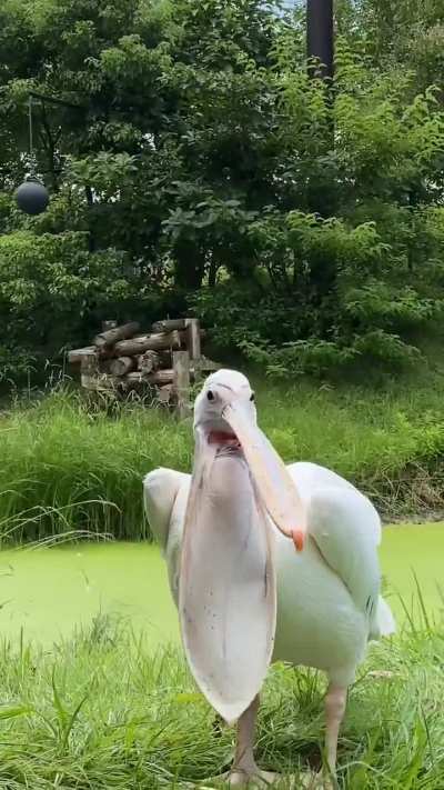 ?Pelican staying cool