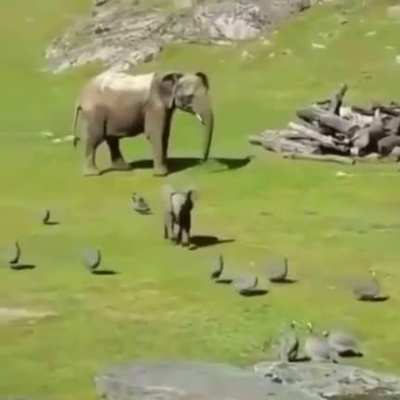 To chase away birds