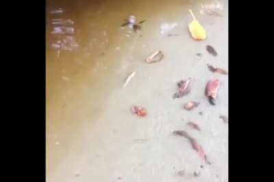 What a nice fish