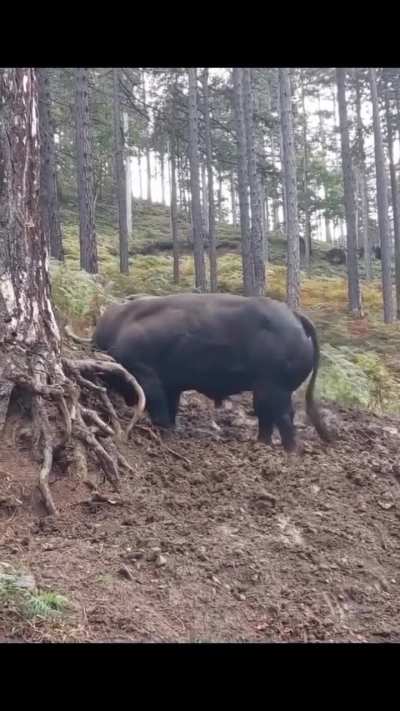 Real Life Bulldozer