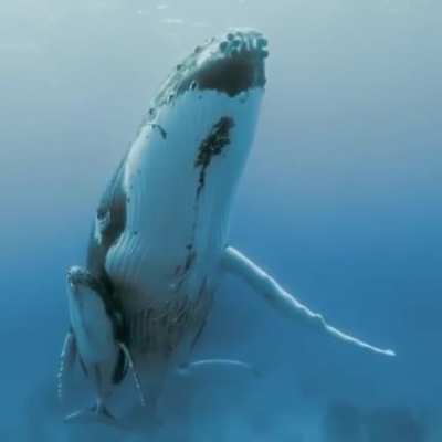 ? Mama Whale &amp; Baby Whale together ?