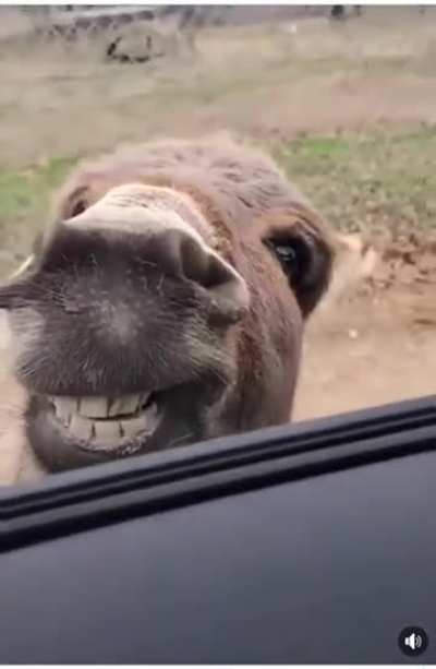 Donkey looking a bit charismatic today