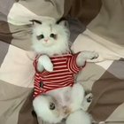 What a cute cat