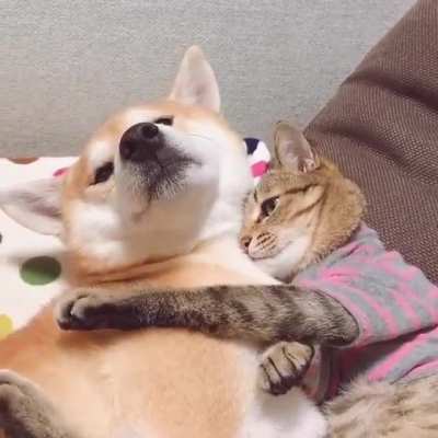 Don't touch the dog