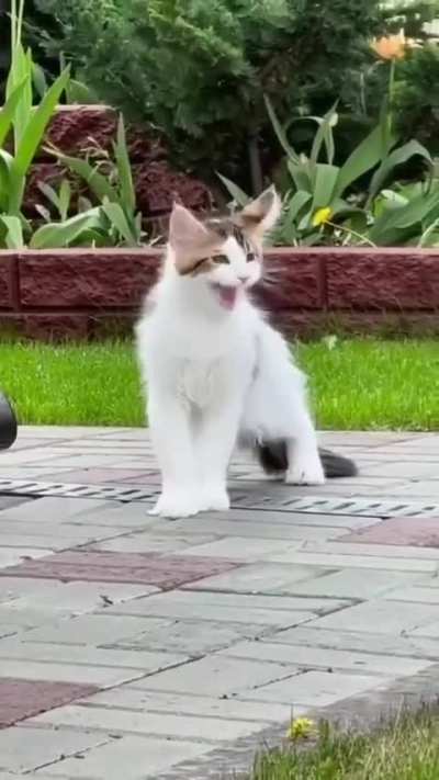 Frenchy cat