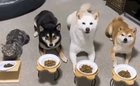 Learning to be a dog