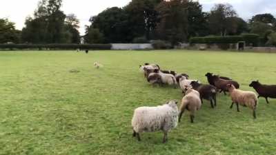 ... when the sheep are bigger than you.