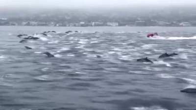 An absolutely massive pod of Dolphins