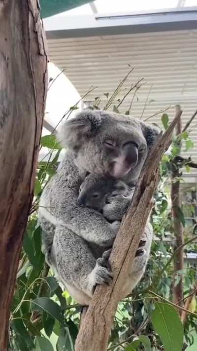 Mama koala says good night