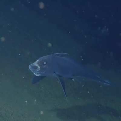 ? Ghost Shark, aka a Chimaera fish spotted at 2,600 meters (8,530 feet) deep ?