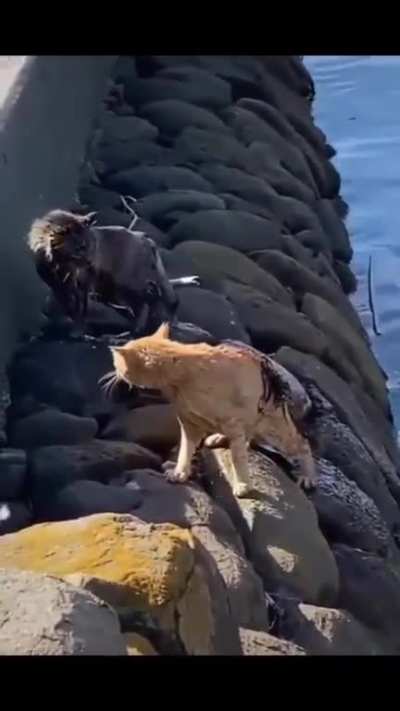 To fight