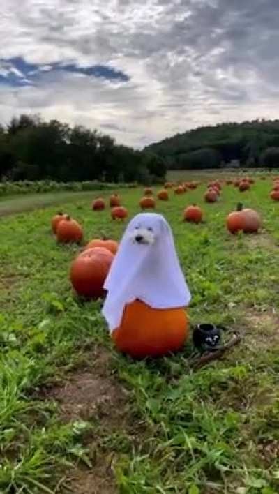 It’s the season.. ??