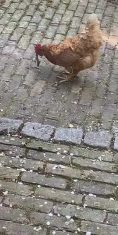 Our chicken has some T. Rex in her. Here she is playing with a dead mouse.