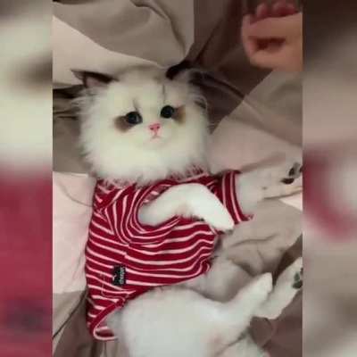 Dog in disguise