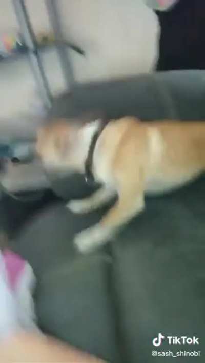 All he wanted was a Cheez It ?