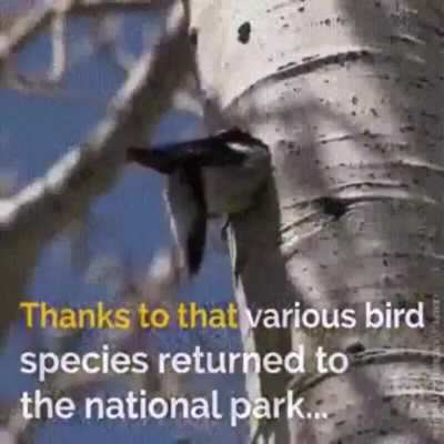 ? How Yellowstone NP Revived Its Entire Ecosystem ?