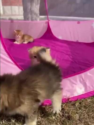 Kitties on a camping!