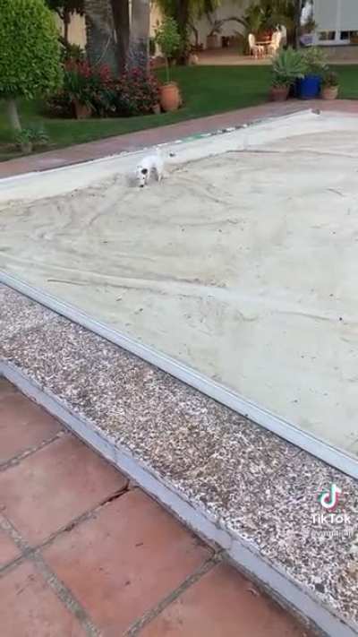 Pup zooming across a pool cover. Very dangerous but very cute.