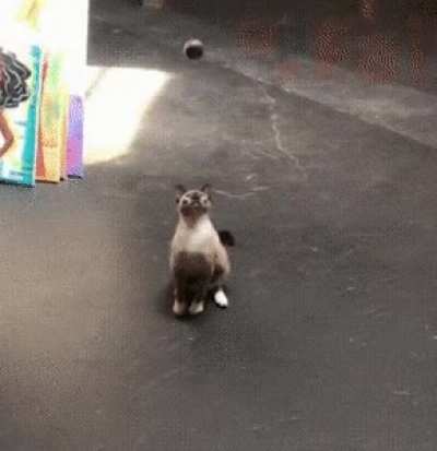 So much for cat-like reflexes