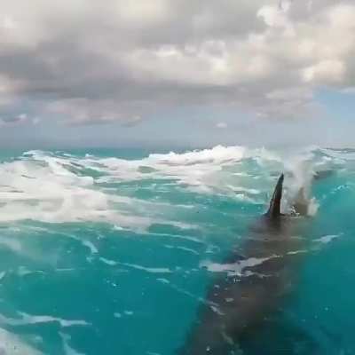 ? Dolphin enjoying his ride