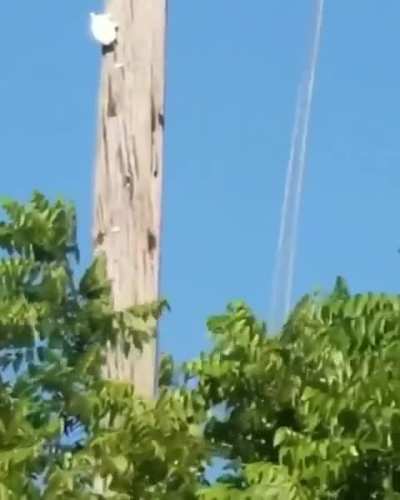 How tf did this turtle get up there?