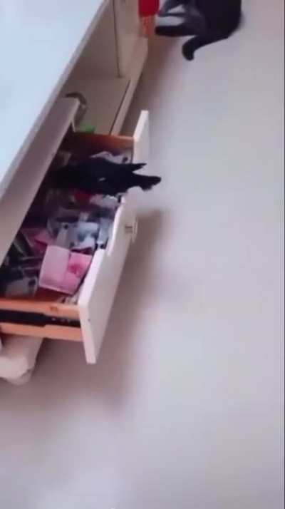 Pet bird, a Jungle Myna, has been trained to go out and look for cash, then bring it back home with him.