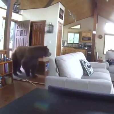 ? curious bear
