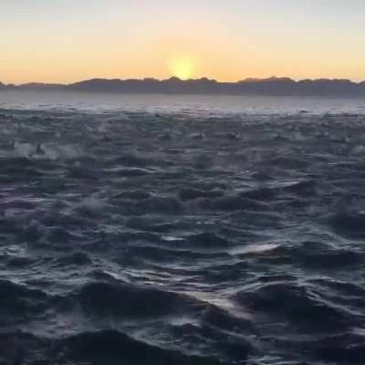 ? Thousands of common dolphins swimming next to the boat
