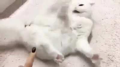 What the hell, human?!