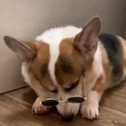 Doggo with style ?